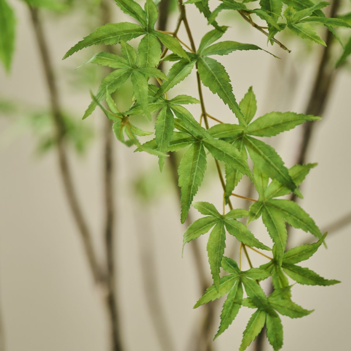 Zijden Planten