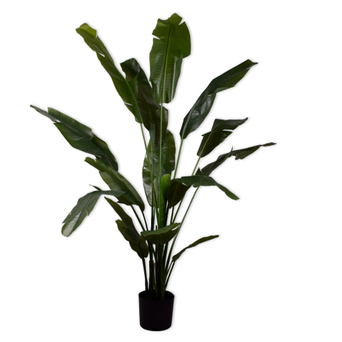 Silk-ka Zijden plant - Strelitzia donkergroen