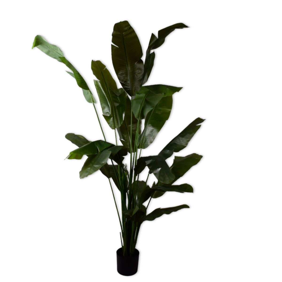 Silk-ka Zijden plant - Strelitzia donkergroen