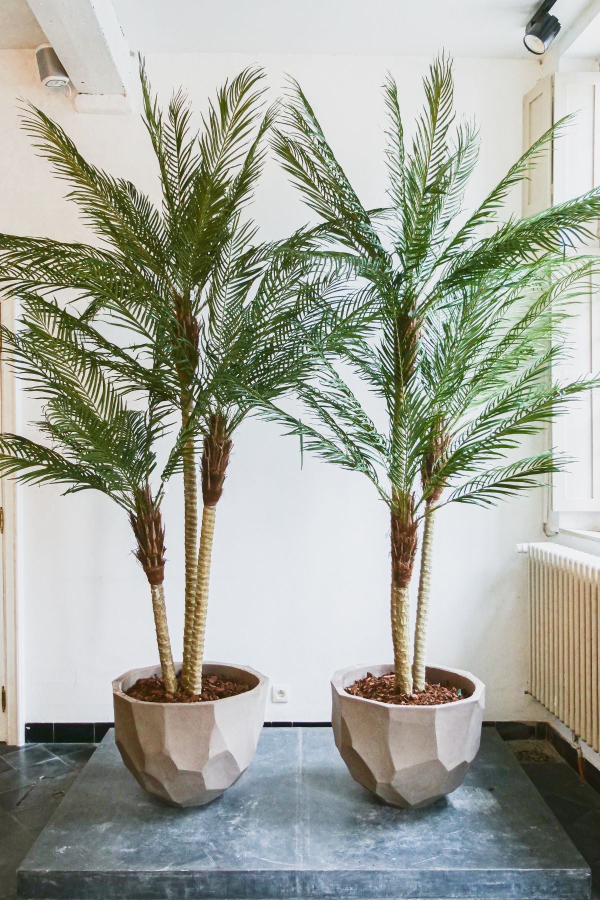 Silk-ka Zijden plant - Palm 183cm