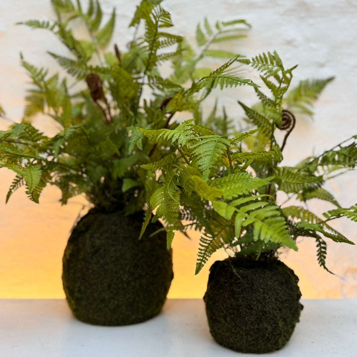 Silk-ka Zijden plant - Varen Plant met kluit Groen
