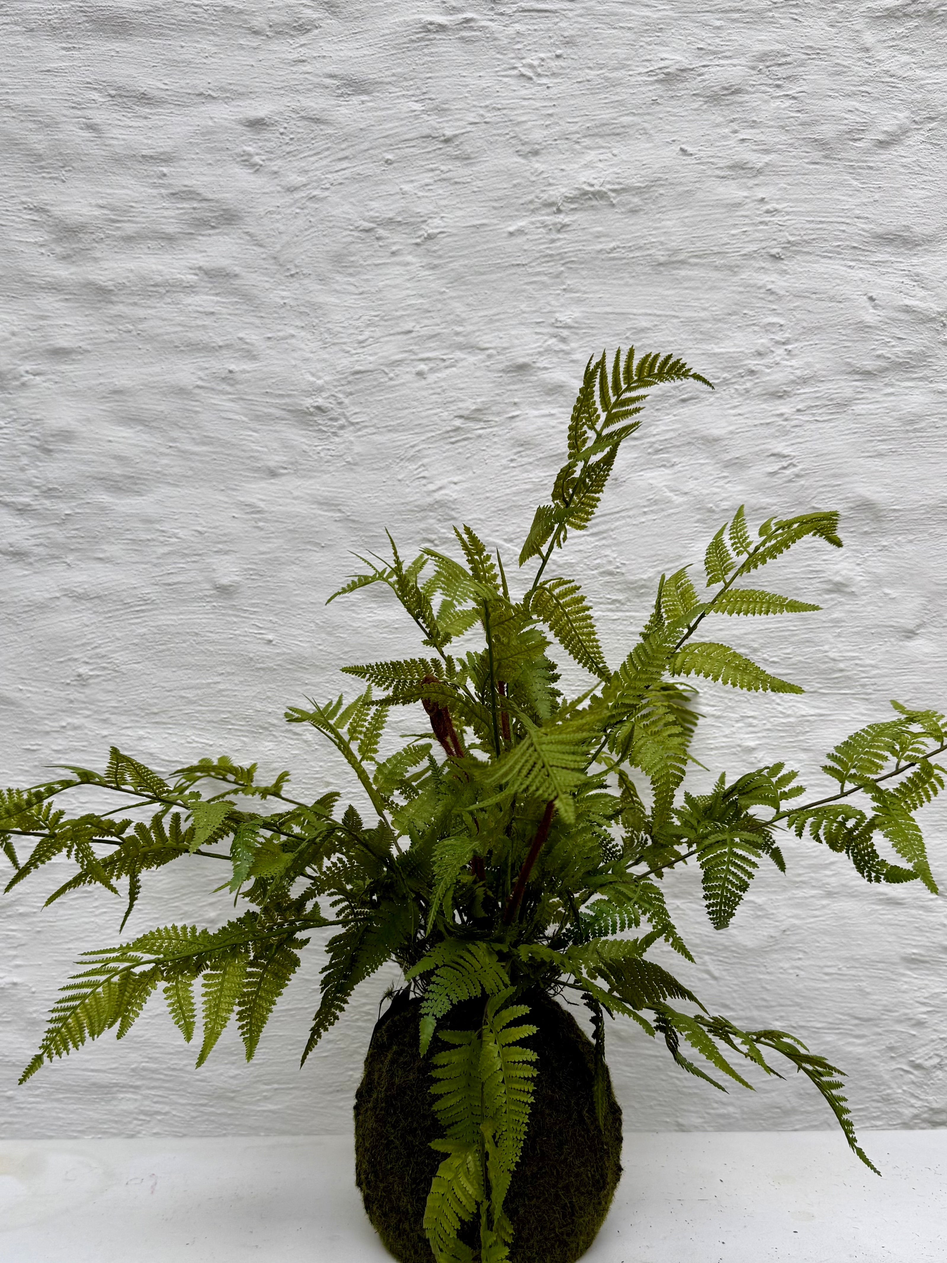 Silk-ka Zijden plant - Varen Plant met kluit Groen