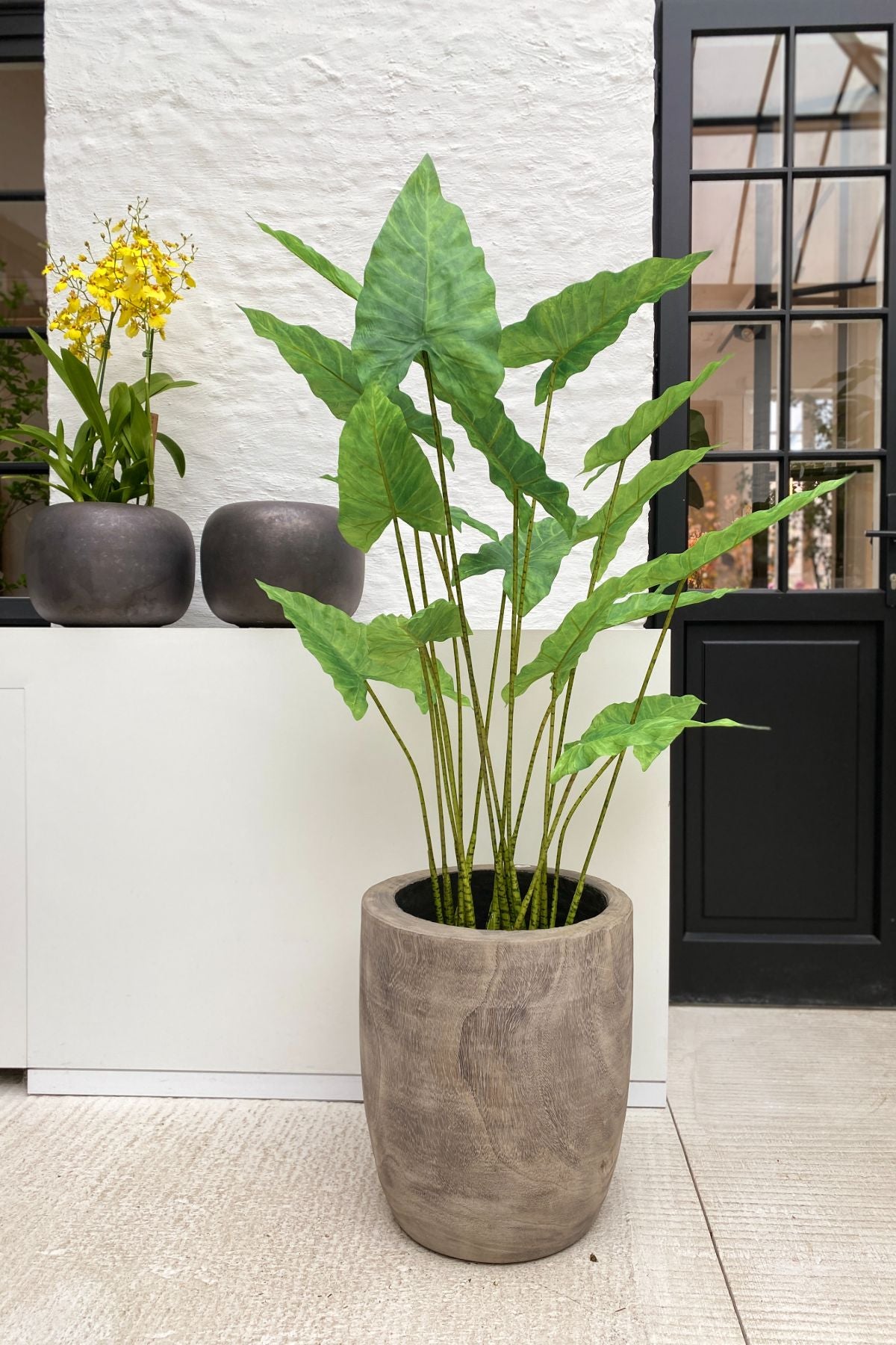 Silk-ka Zijden plant - Alocasia
