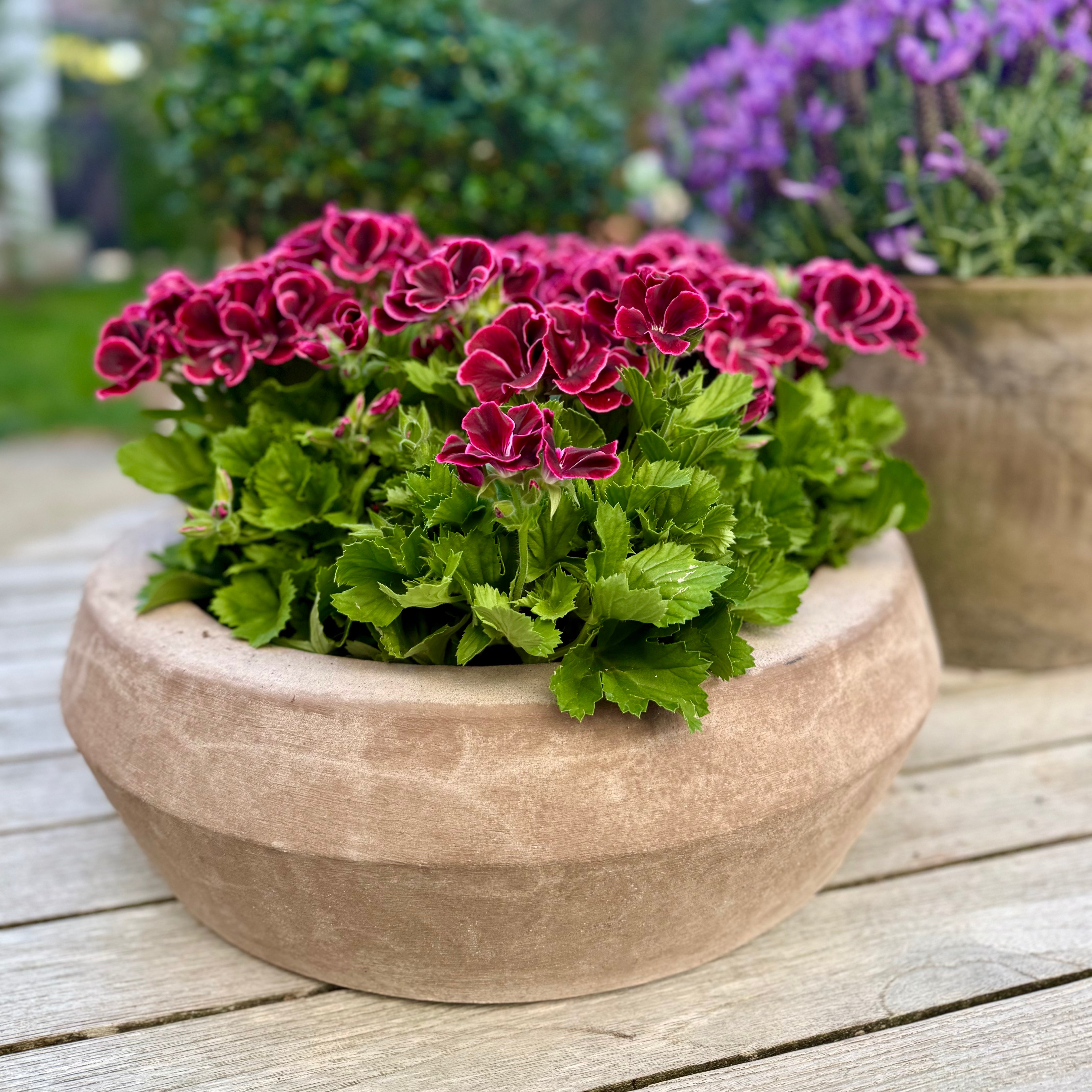 Terracotta d'arte schaal 'Aquila'