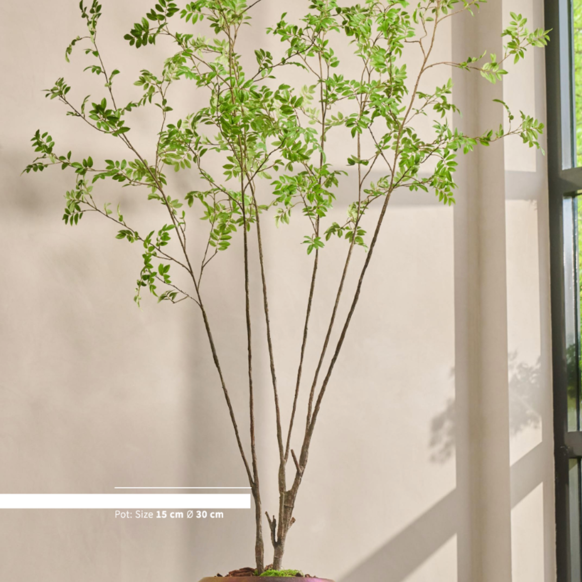 Silk-ka Zijden plant - Groene Boom 250cm