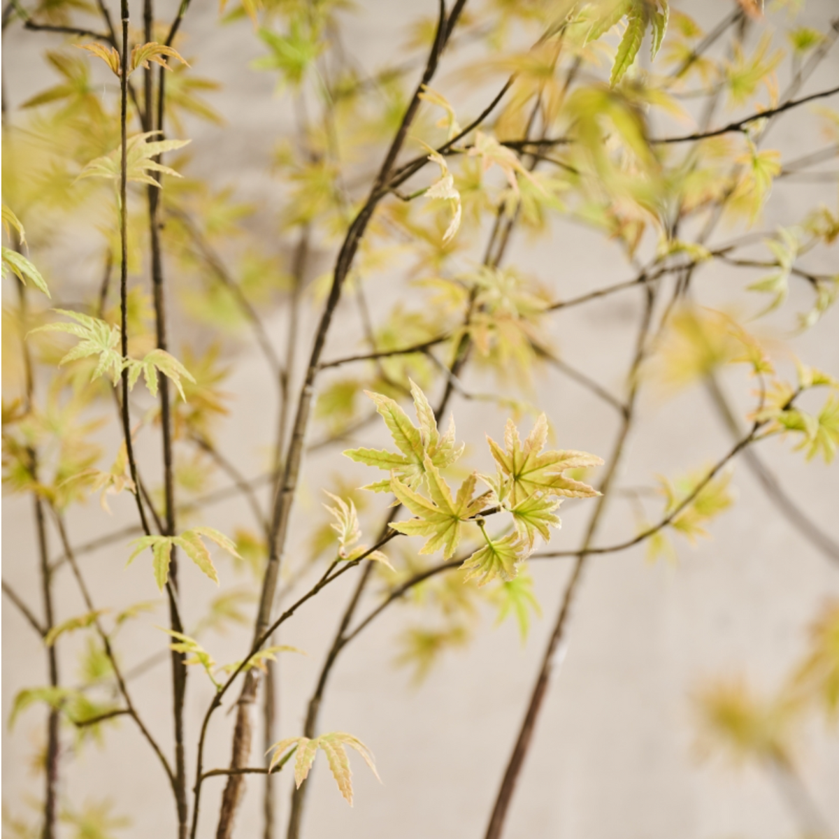 Silk-ka Zijden plant - Acer Lichtgroen