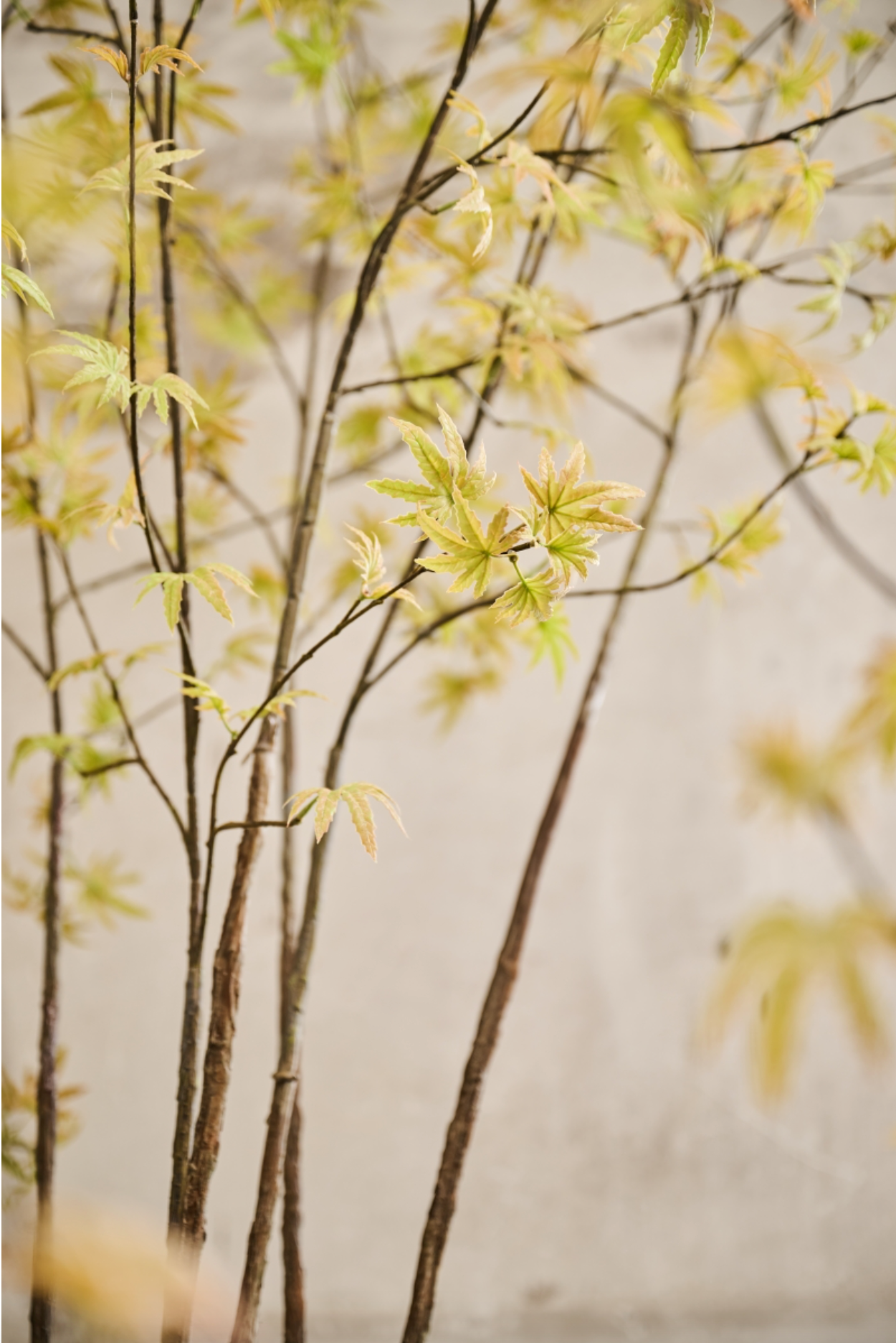 Silk-ka Zijden plant - Acer Lichtgroen