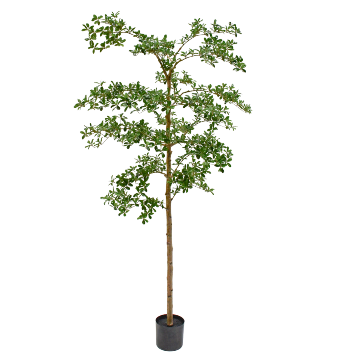 Silk-ka Zijden plant - Vertakte Boom Groen