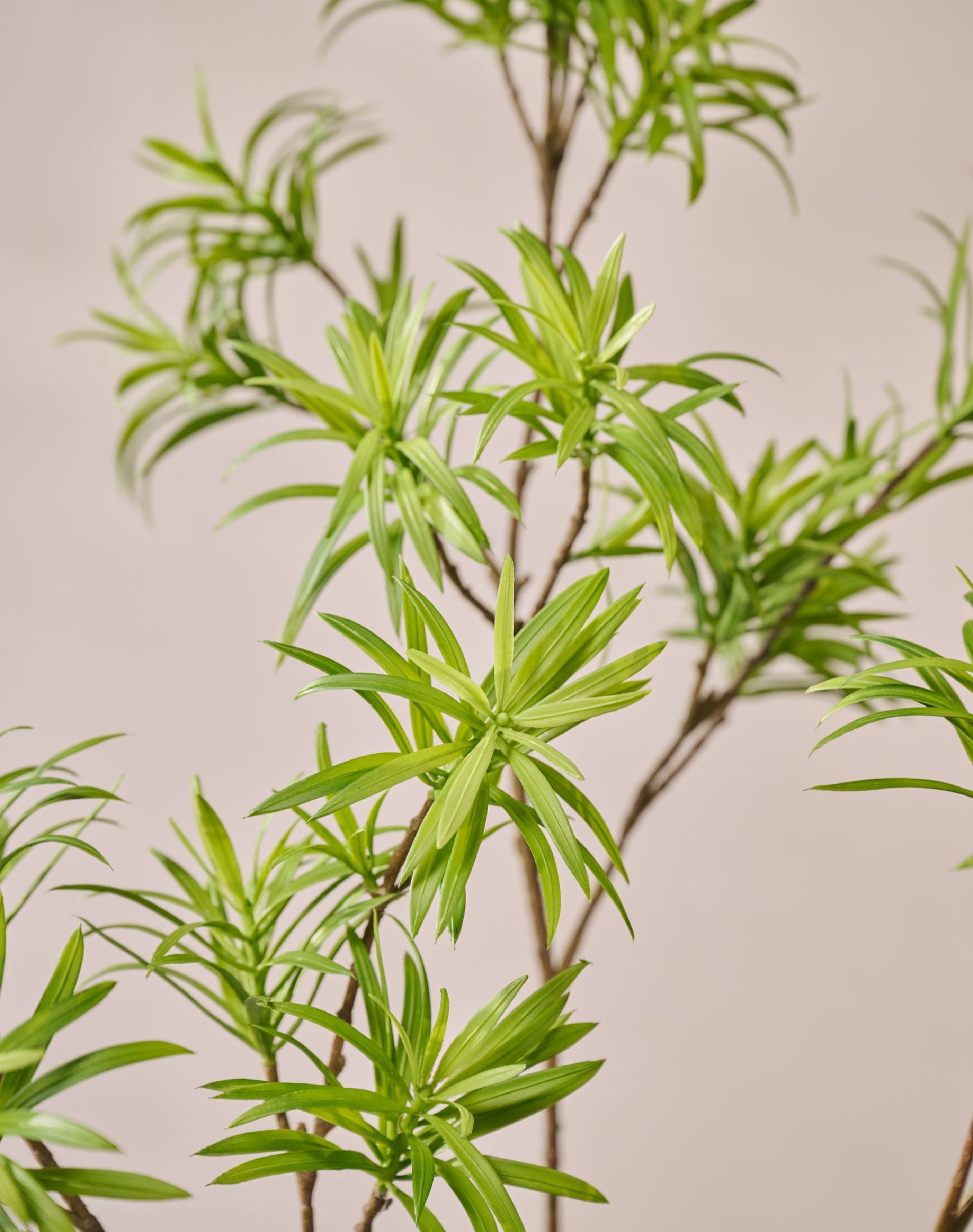 Silk-ka Plante artificielle en soie - Branche de Podocarpus verte 89cm