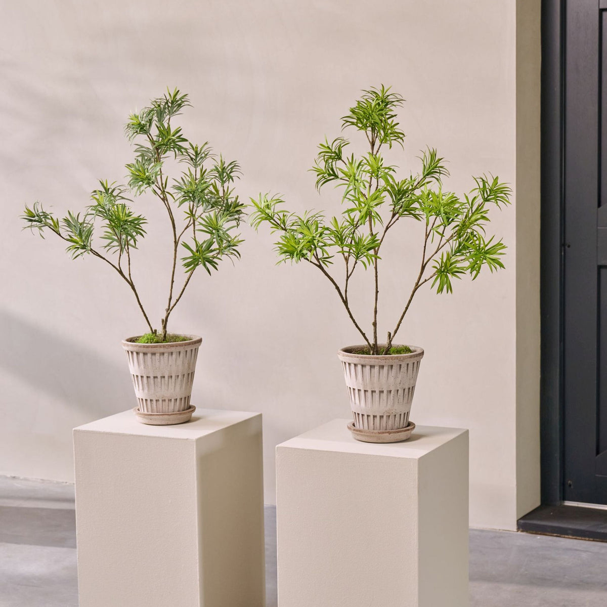 Silk-ka Zijden plant - bladtak Podocarpus groen 89cm
