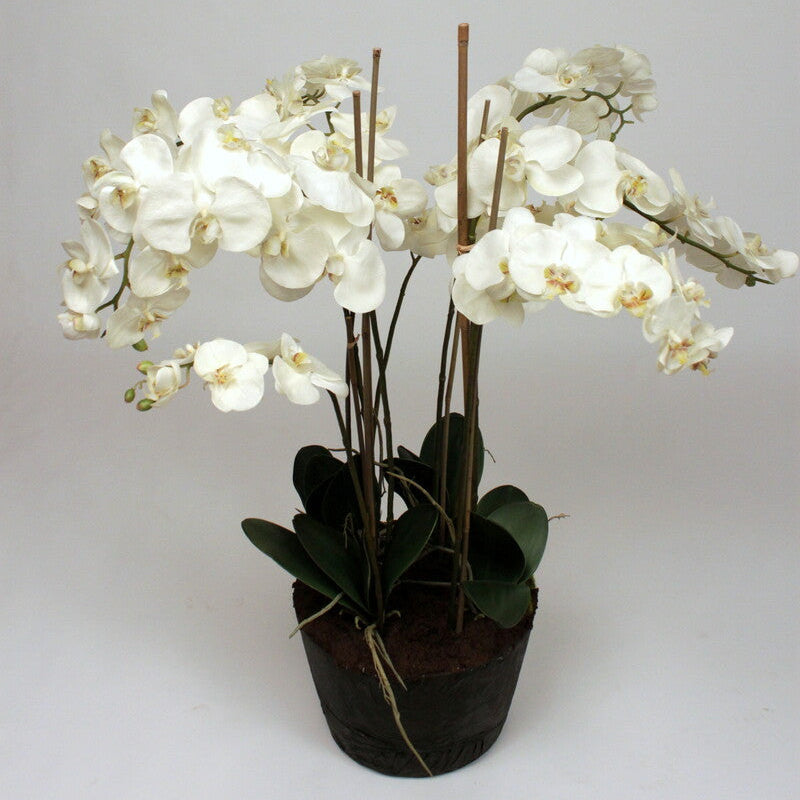 Zijden plant - Orchid in soil