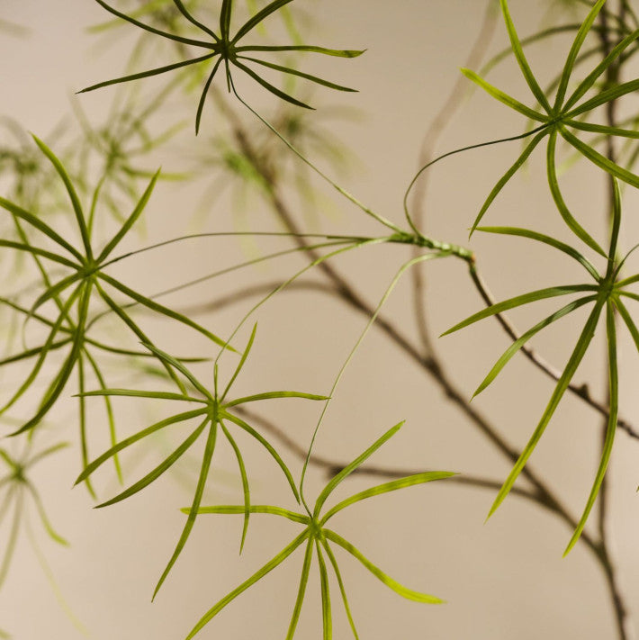 Silk-ka Zijden plant - Schefflera 3-tak 223cm