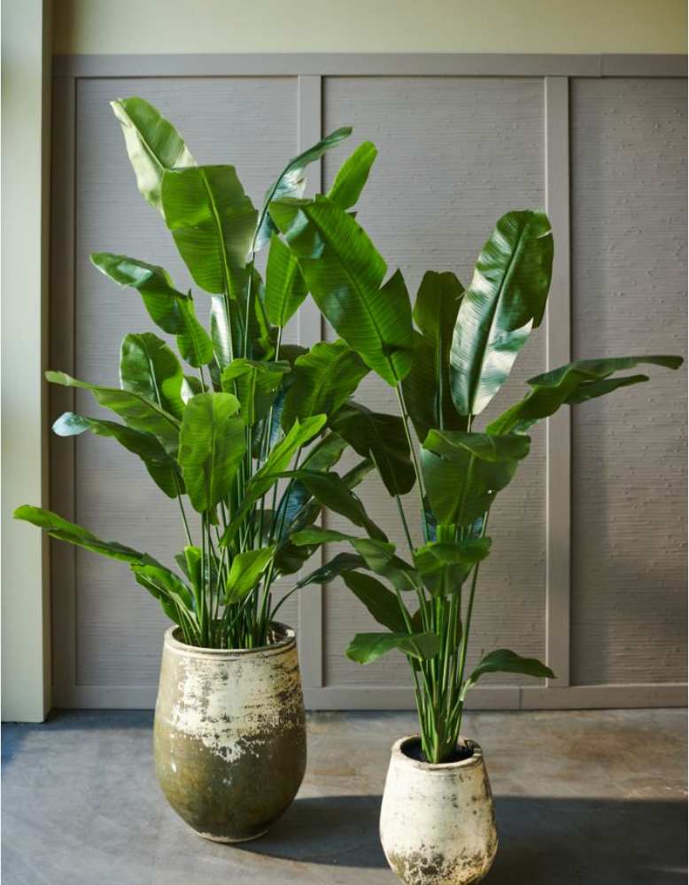 Silk-ka Zijden plant - Strelitzia donkergroen
