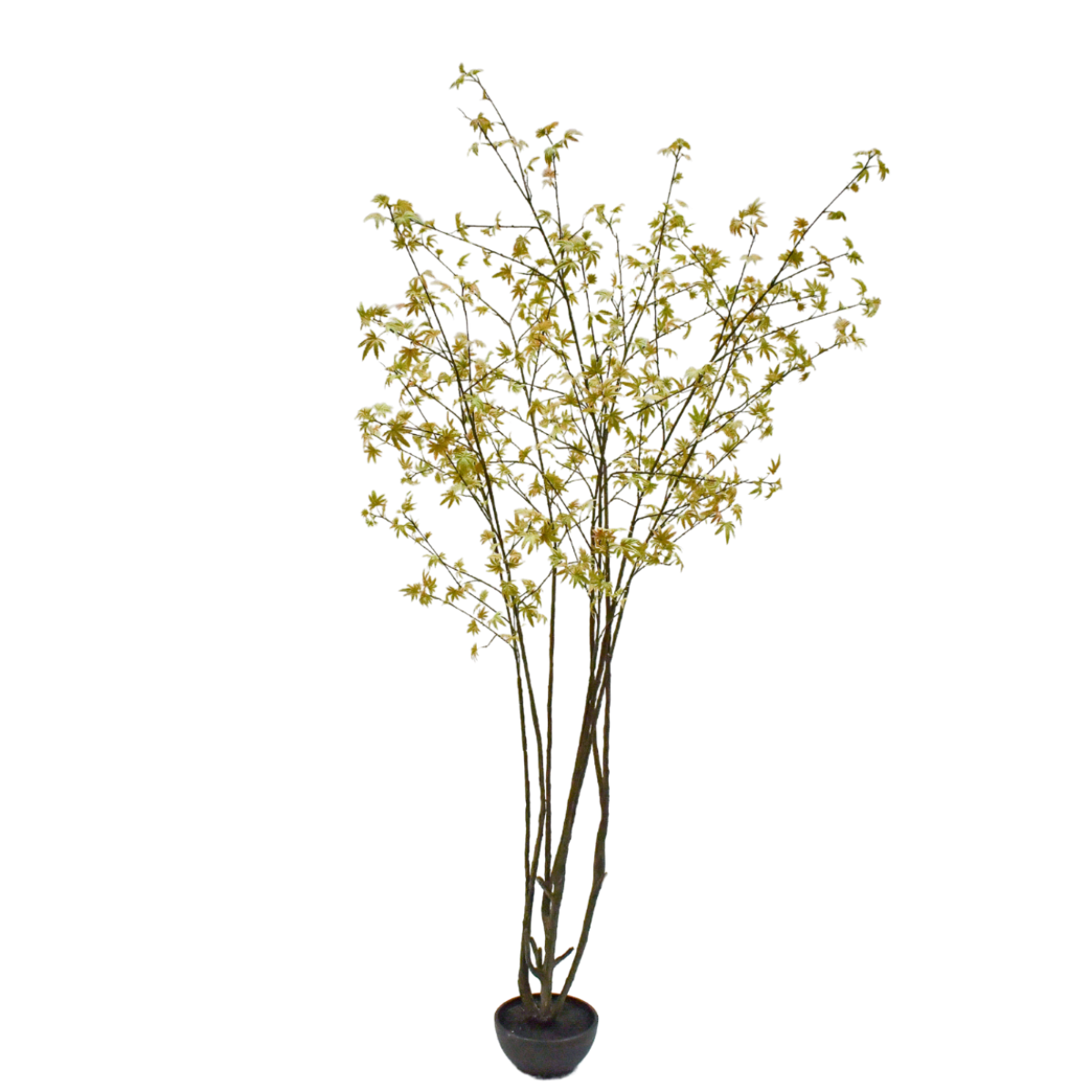 Silk-ka Zijden plant - Acer Lichtgroen