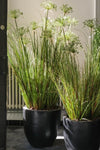Silk-ka Zijden plant - Papyrus