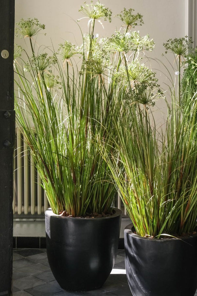 Silk-ka Zijden plant - Papyrus