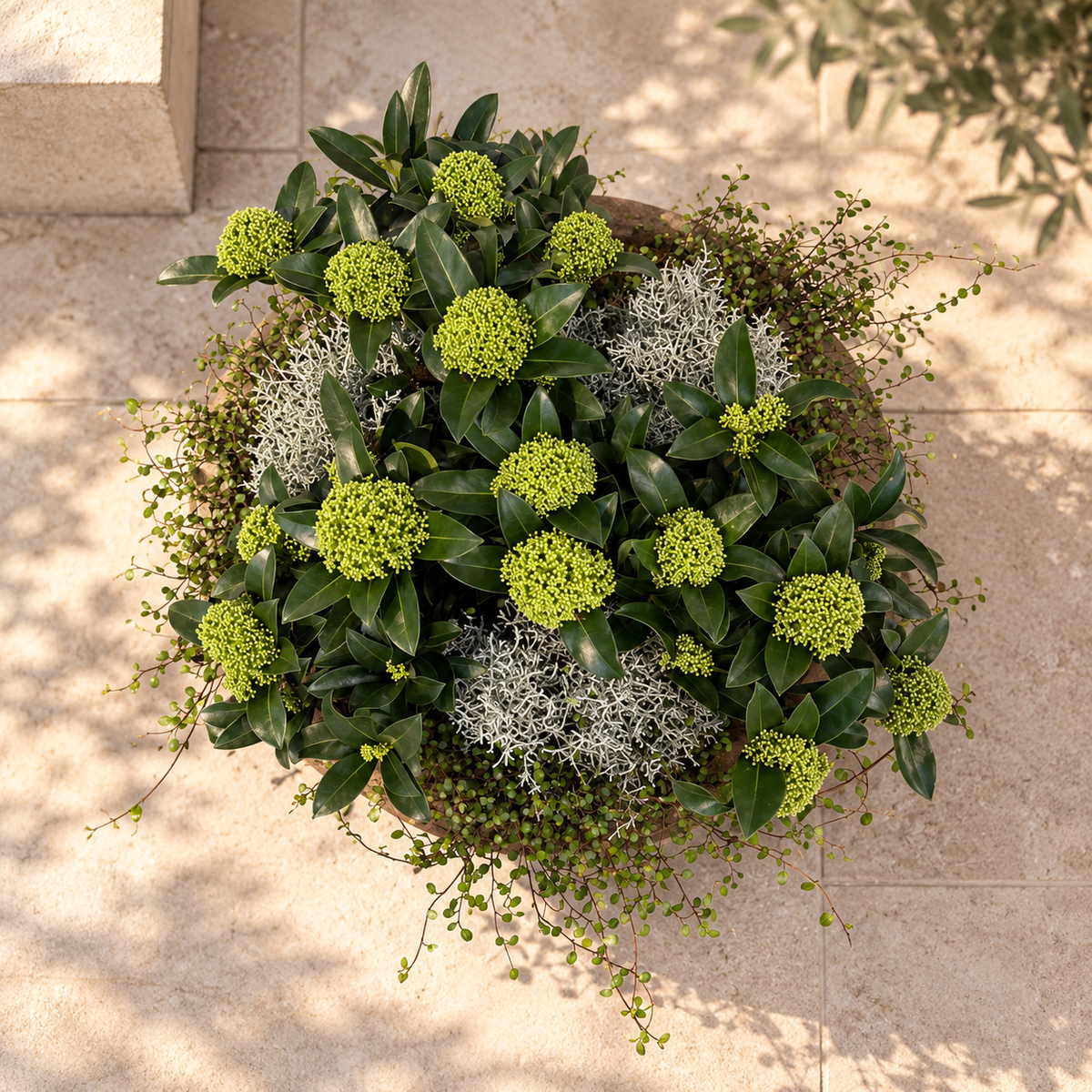 Opgevulde aquila schaal met Skimmia & Muehlenbeckia