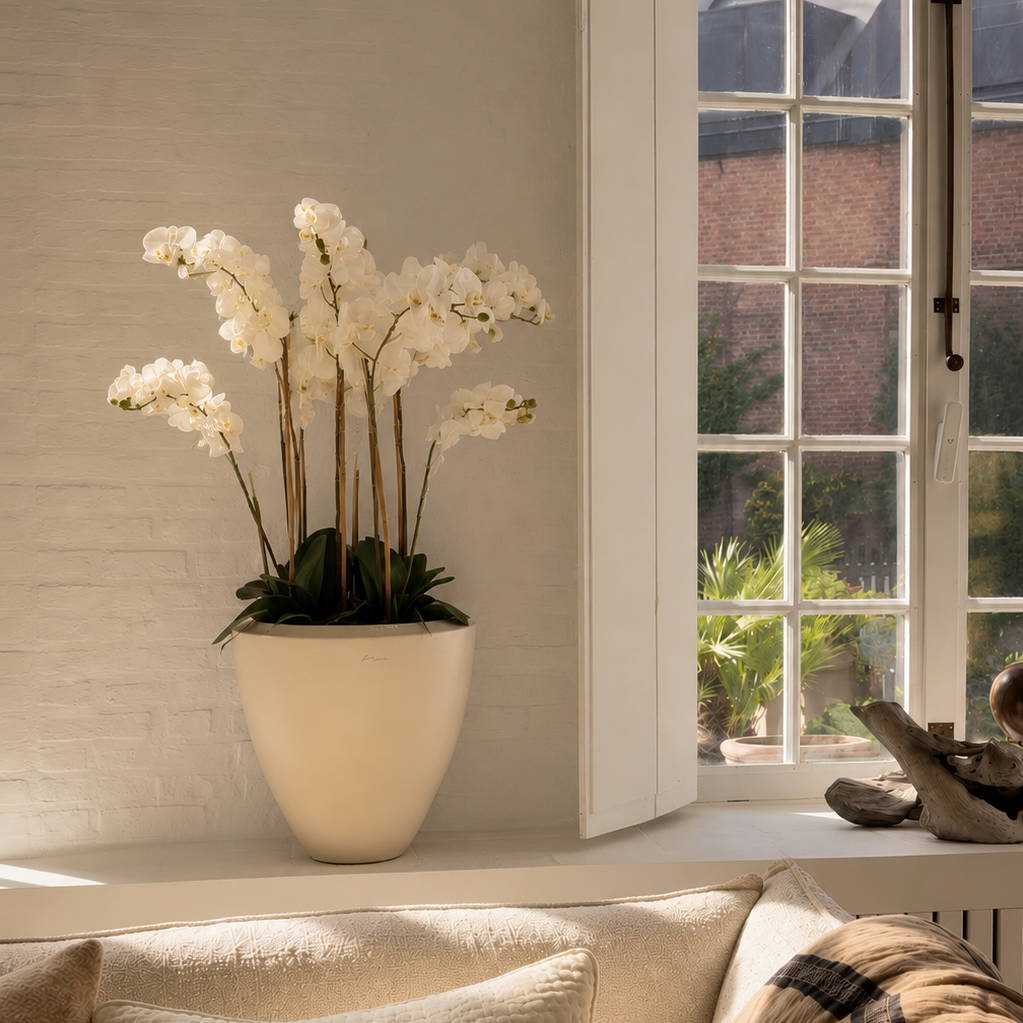 Zijden plant - Orchid in soil