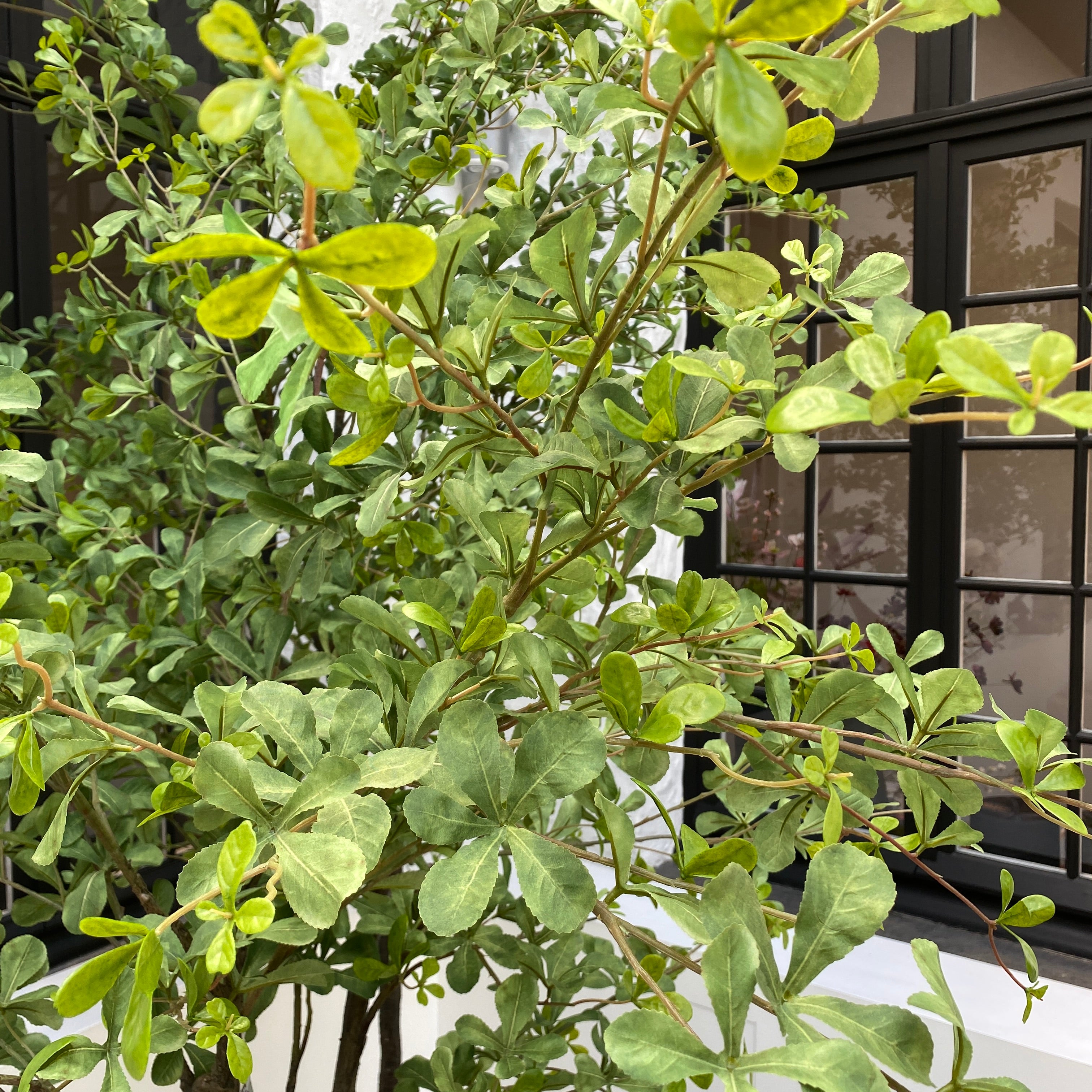 Silk-ka Zijden plant - Budica Groen