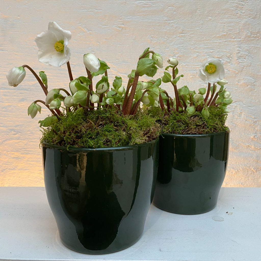 Helleborus in Pot