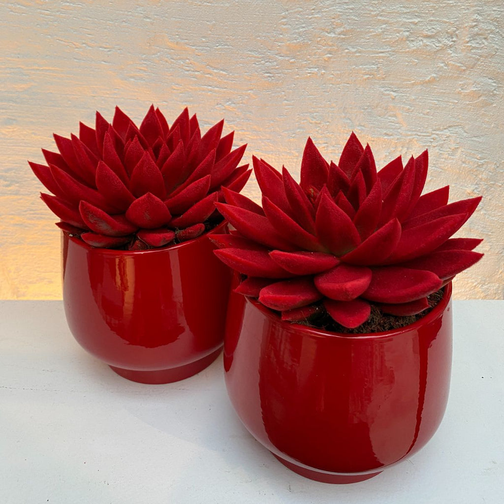 Echeveria in Rode Velvet