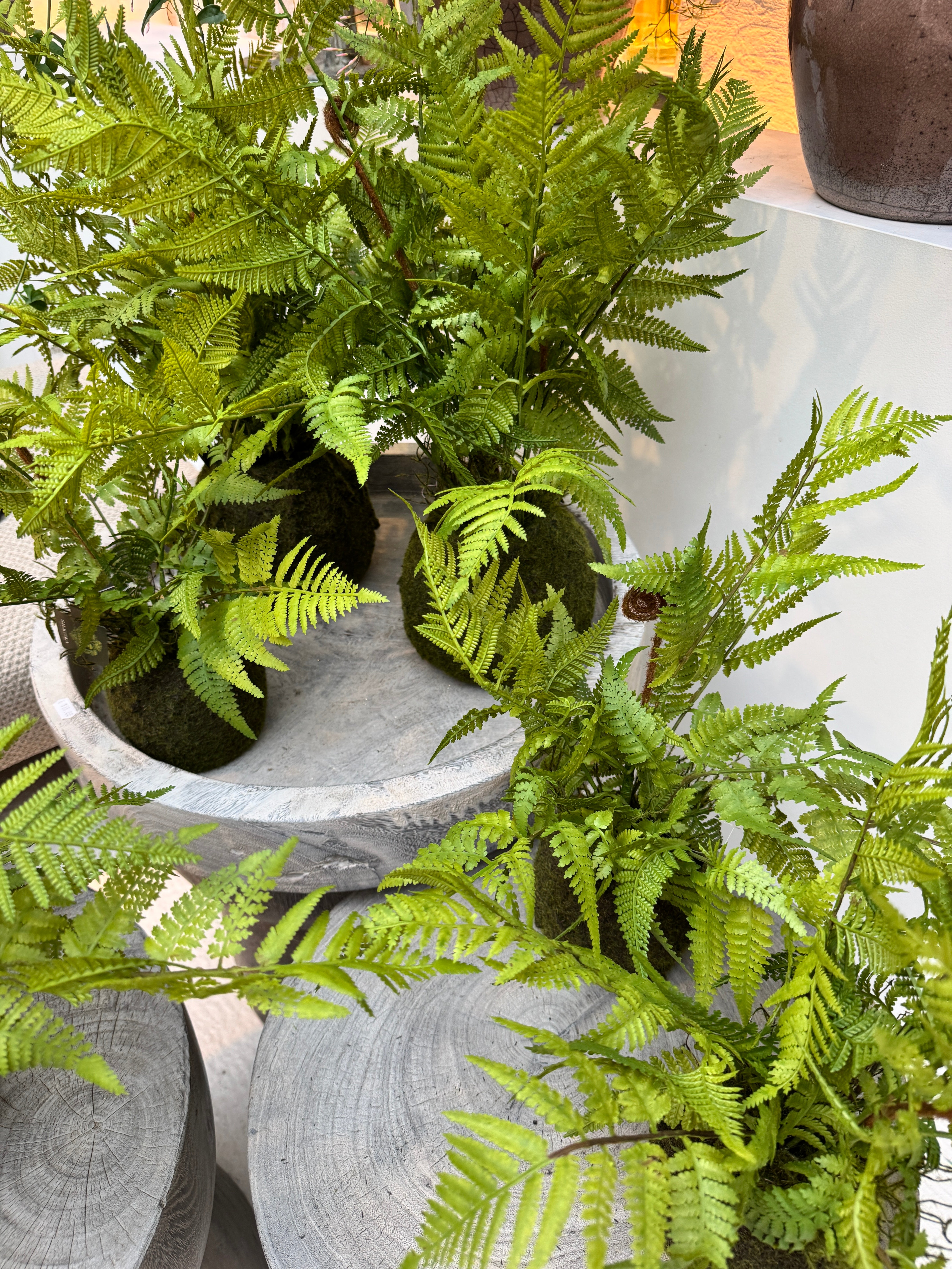 Silk-ka Zijden plant - Varen Plant met kluit Groen
