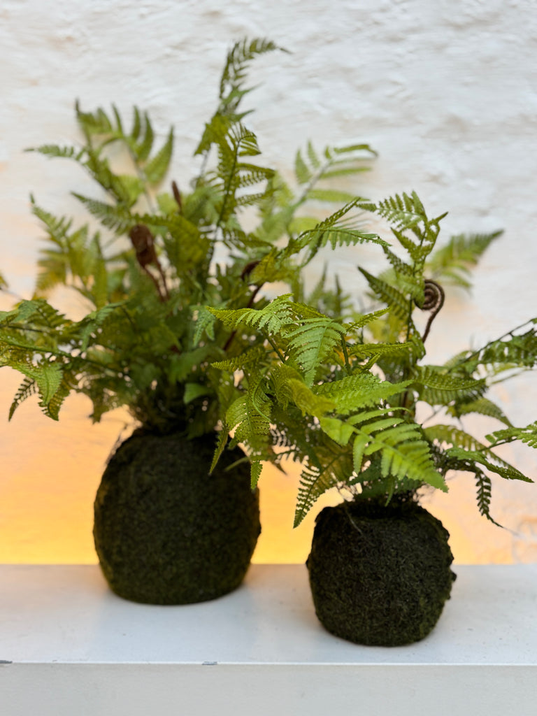 Silk-ka Zijden plant - Varen Plant met kluit Groen