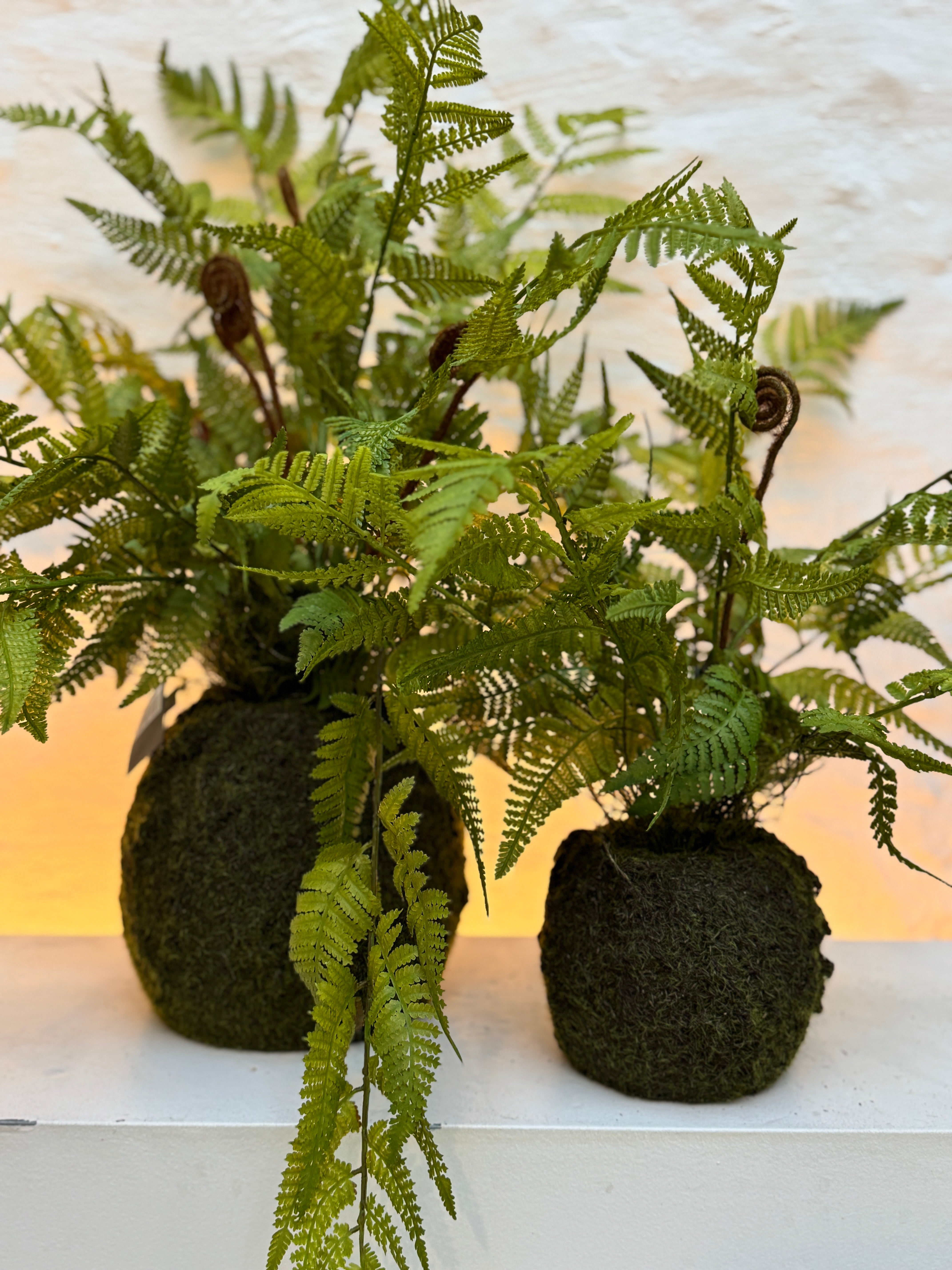 Silk-ka Zijden plant - Varen Plant met kluit Groen