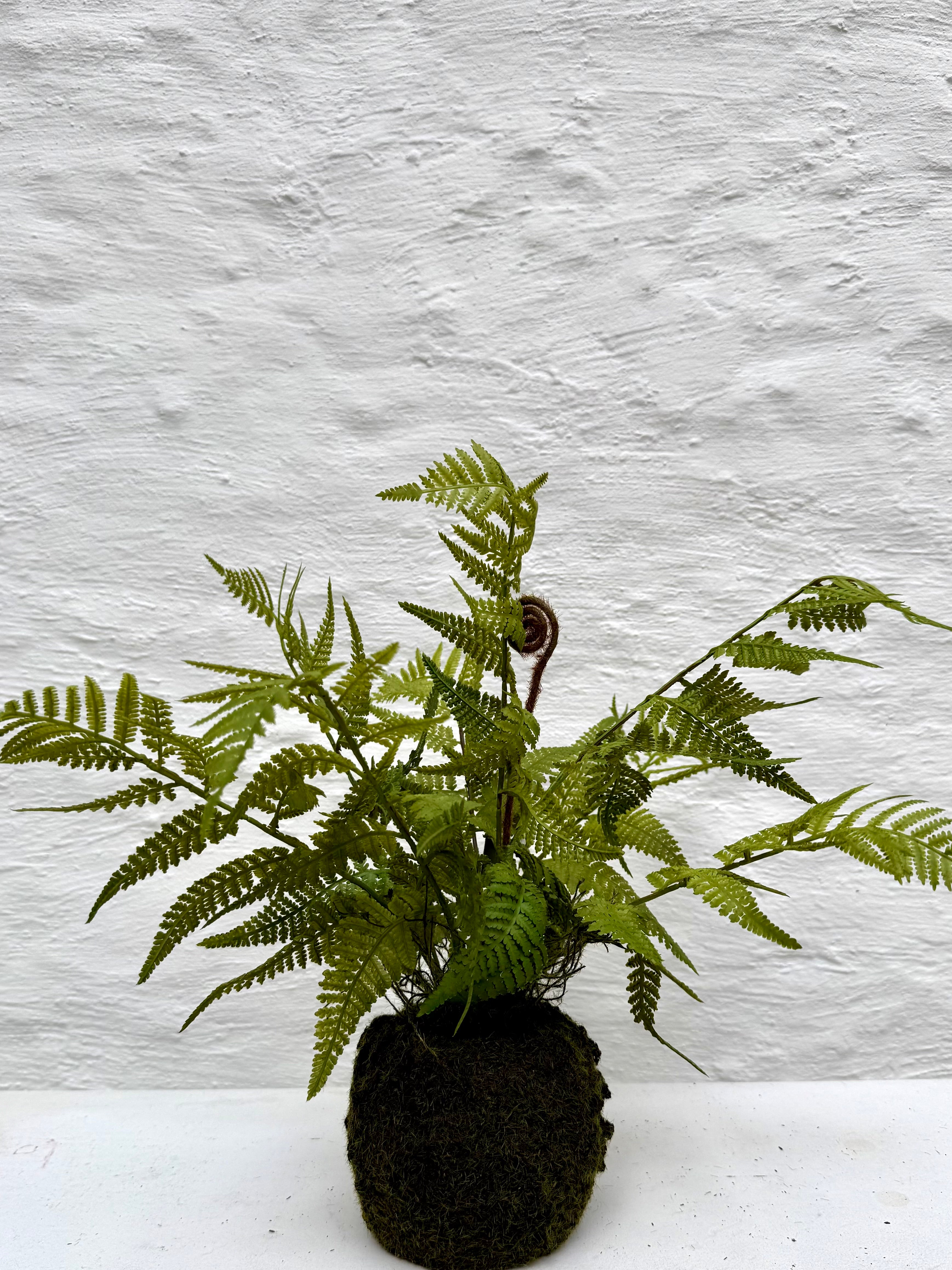 Silk-ka Zijden plant - Varen Plant met kluit Groen
