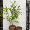 Silka zijdeplant boompje groen