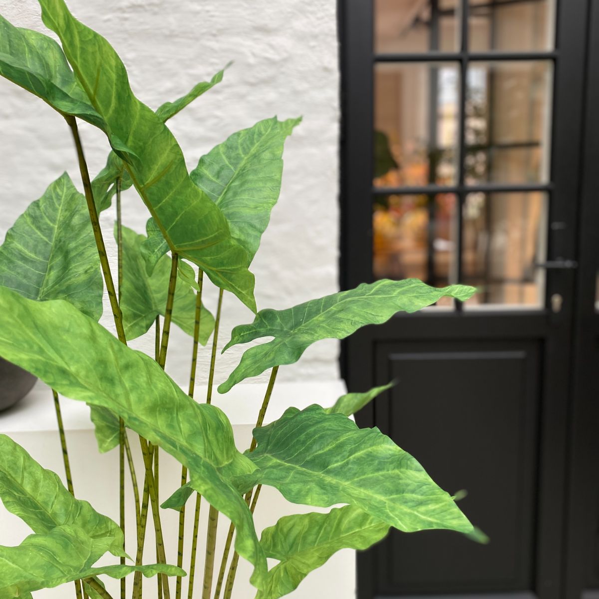 Silk-ka Zijden plant - Alocasia