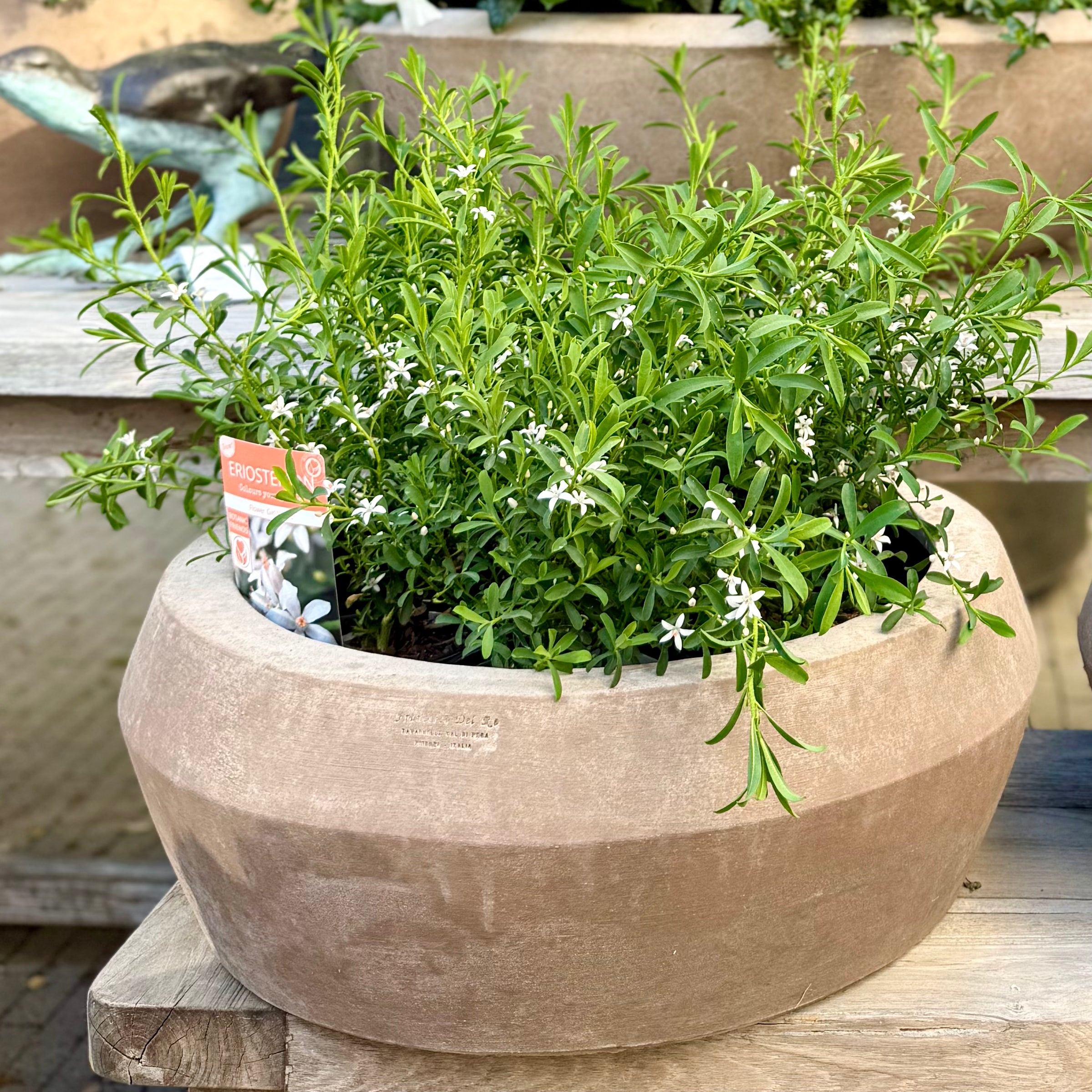 Terracotta d'arte schaal 'Aquila'