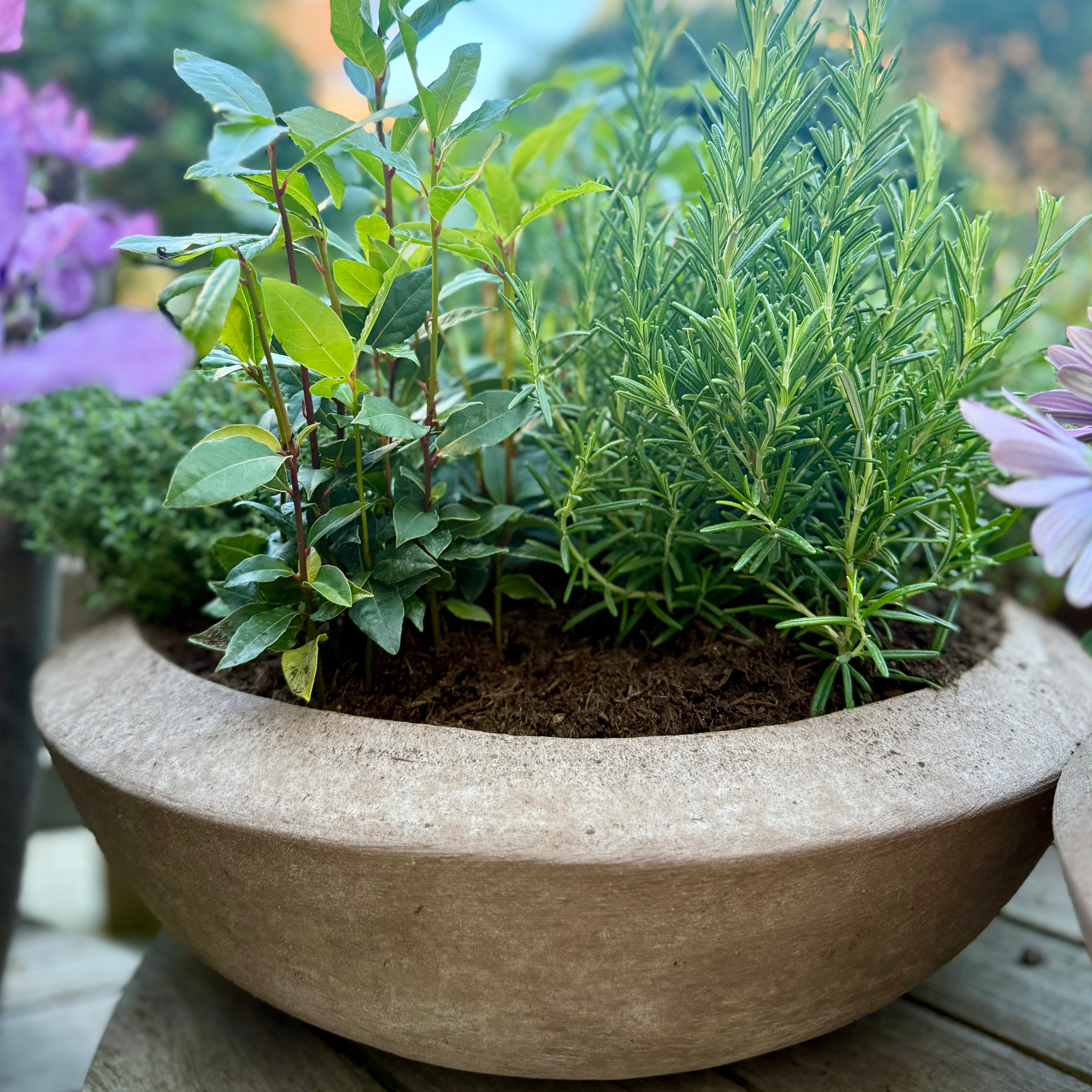 Terracotta d'arte schaal 'Pavone'