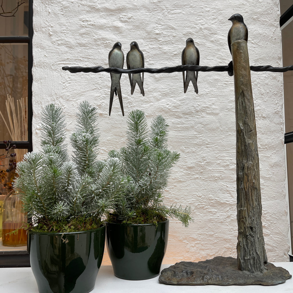 Besneeuwd Nobilis plantje