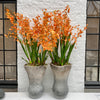 Long lasting orchids - oncidium tak oranje