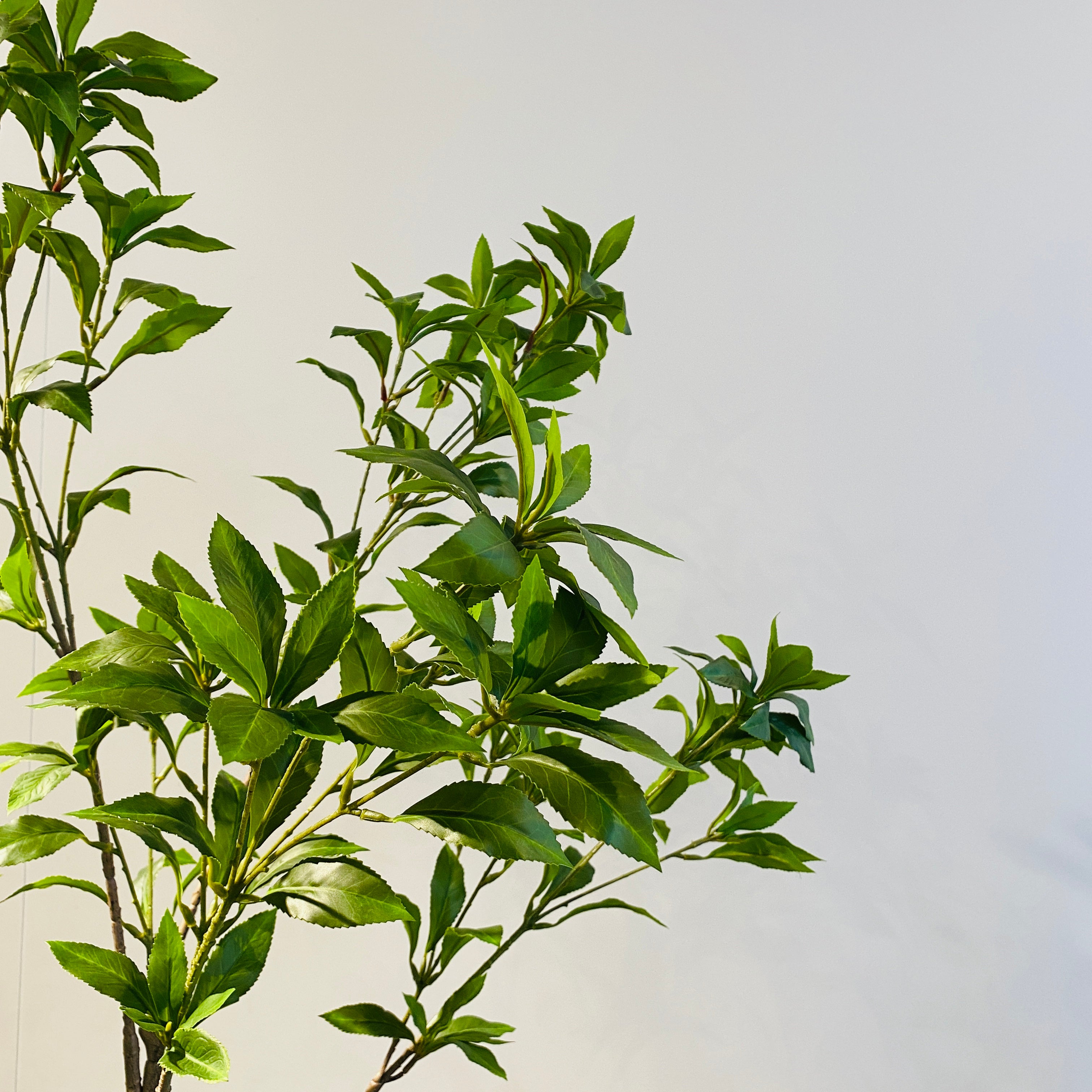 Silk-ka Zijden plant - Fijne Boom Groen