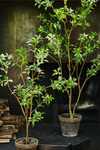 Silk-ka Zijden plant - Fijne Boom Groen