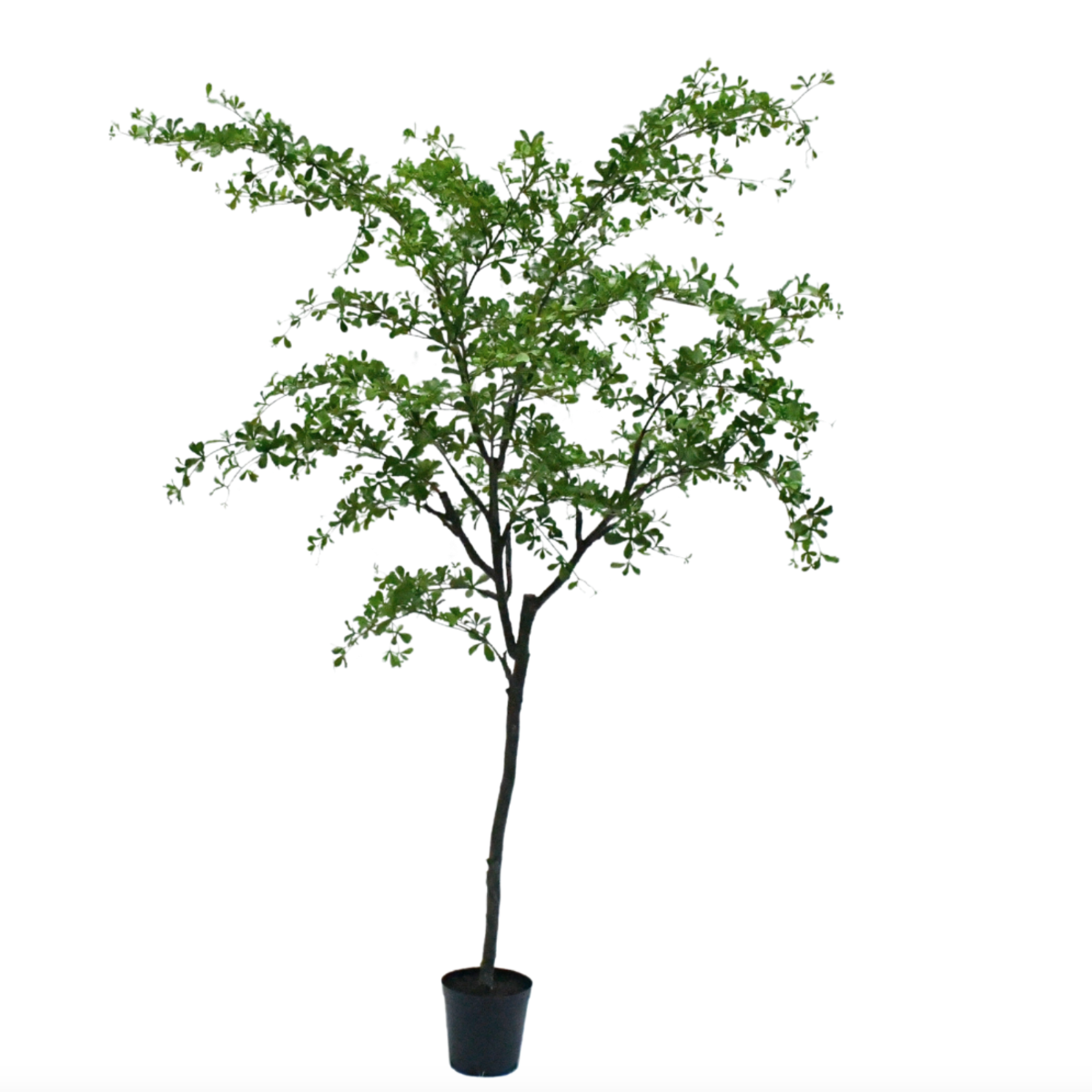 Silk-ka Zijden plant - Budica Groen