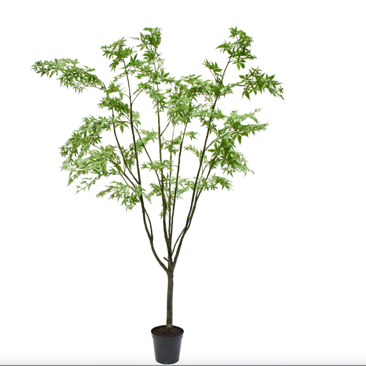 Silk-ka Zijden plant - Esdoorn Groen