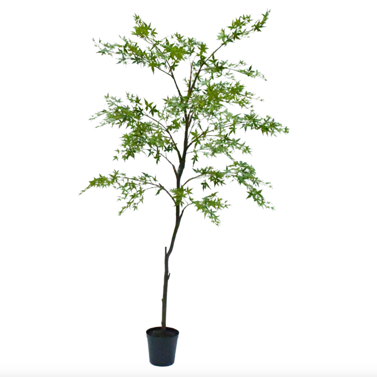 Silk-ka Zijden plant - Esdoorn Groen
