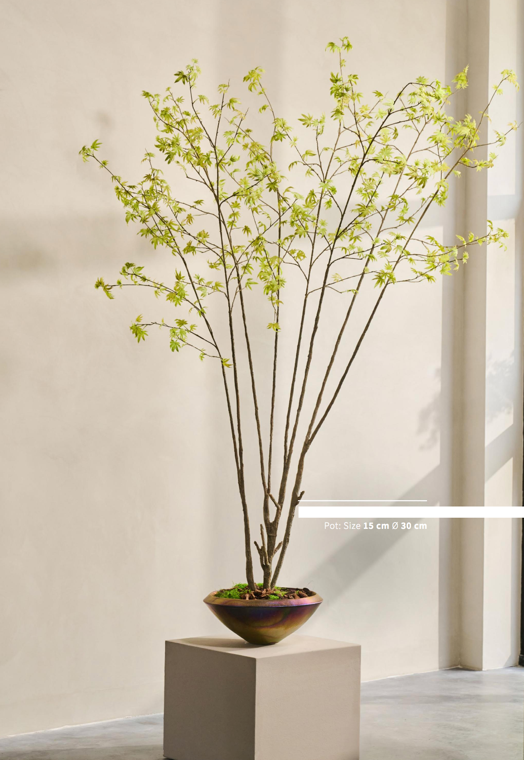 Silk-ka Zijden plant - Acer Lichtgroen