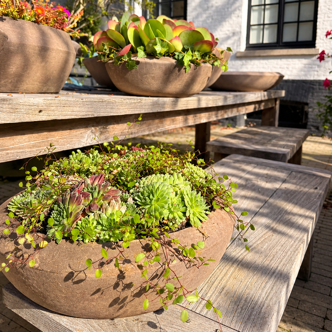 Opgevulde Pavone schaal met Sempervivum