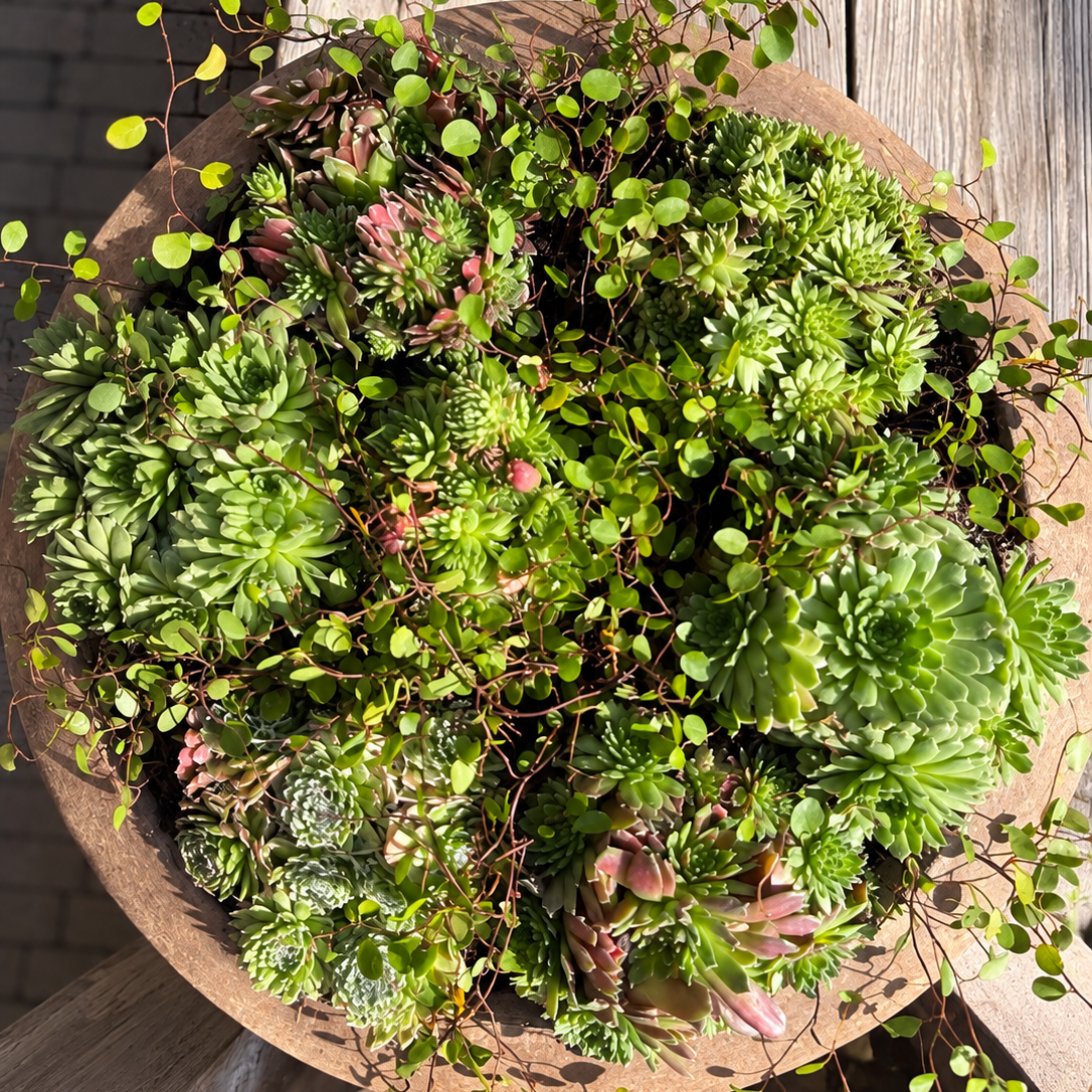 Opgevulde Pavone schaal met Sempervivum