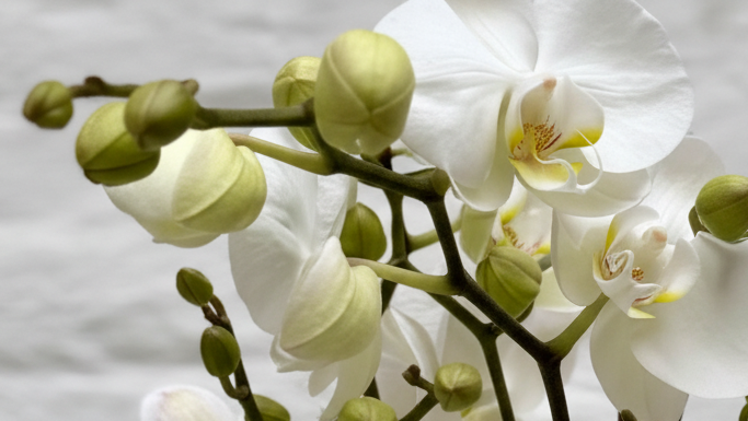 Orchidee ingezoomd