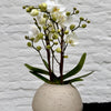 Orchidee in pot