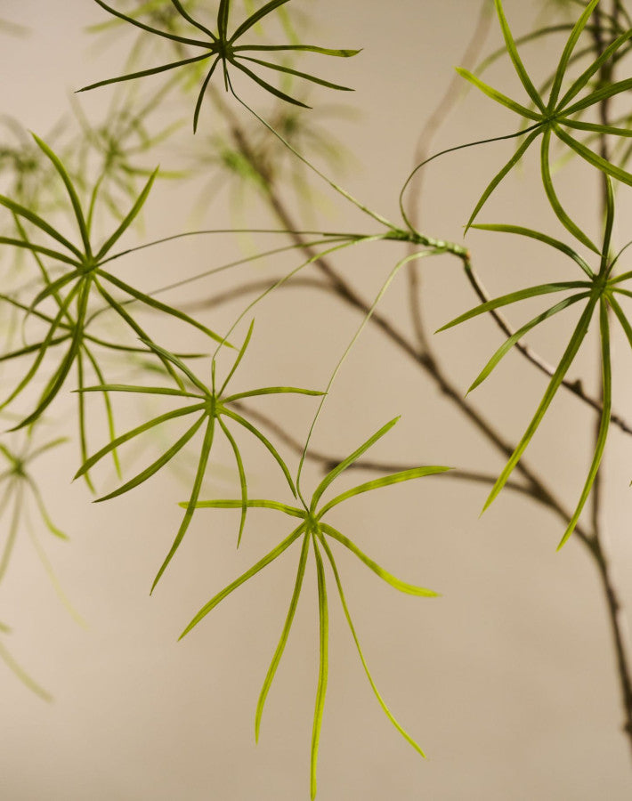 Silk-ka Zijden plant - Schefflera 223cm