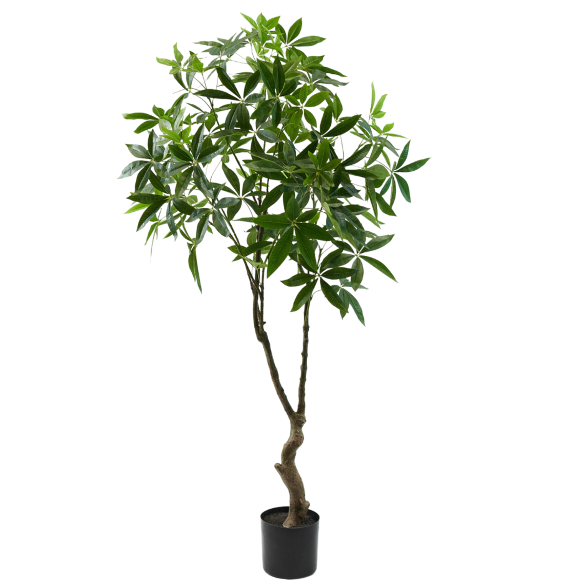 Silka Zijden plant - Pachira