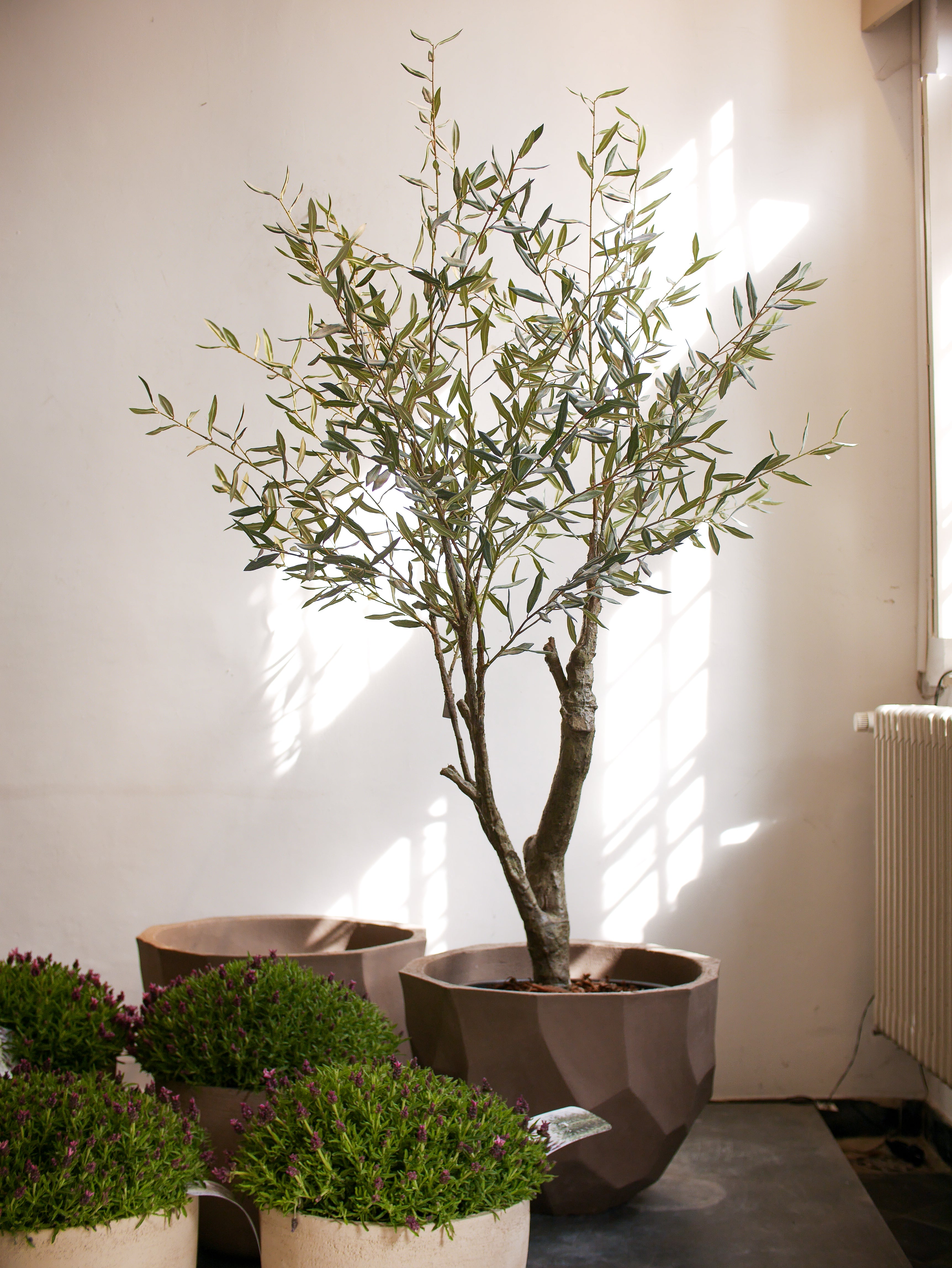 Silk-ka Zijden plant - Olijfboom