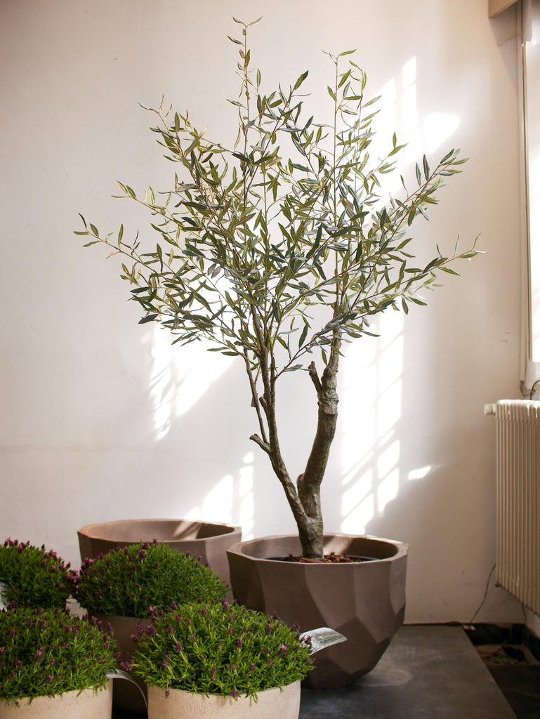 plant en olijfboom Silk-ka Zijden plant - Olijfboom