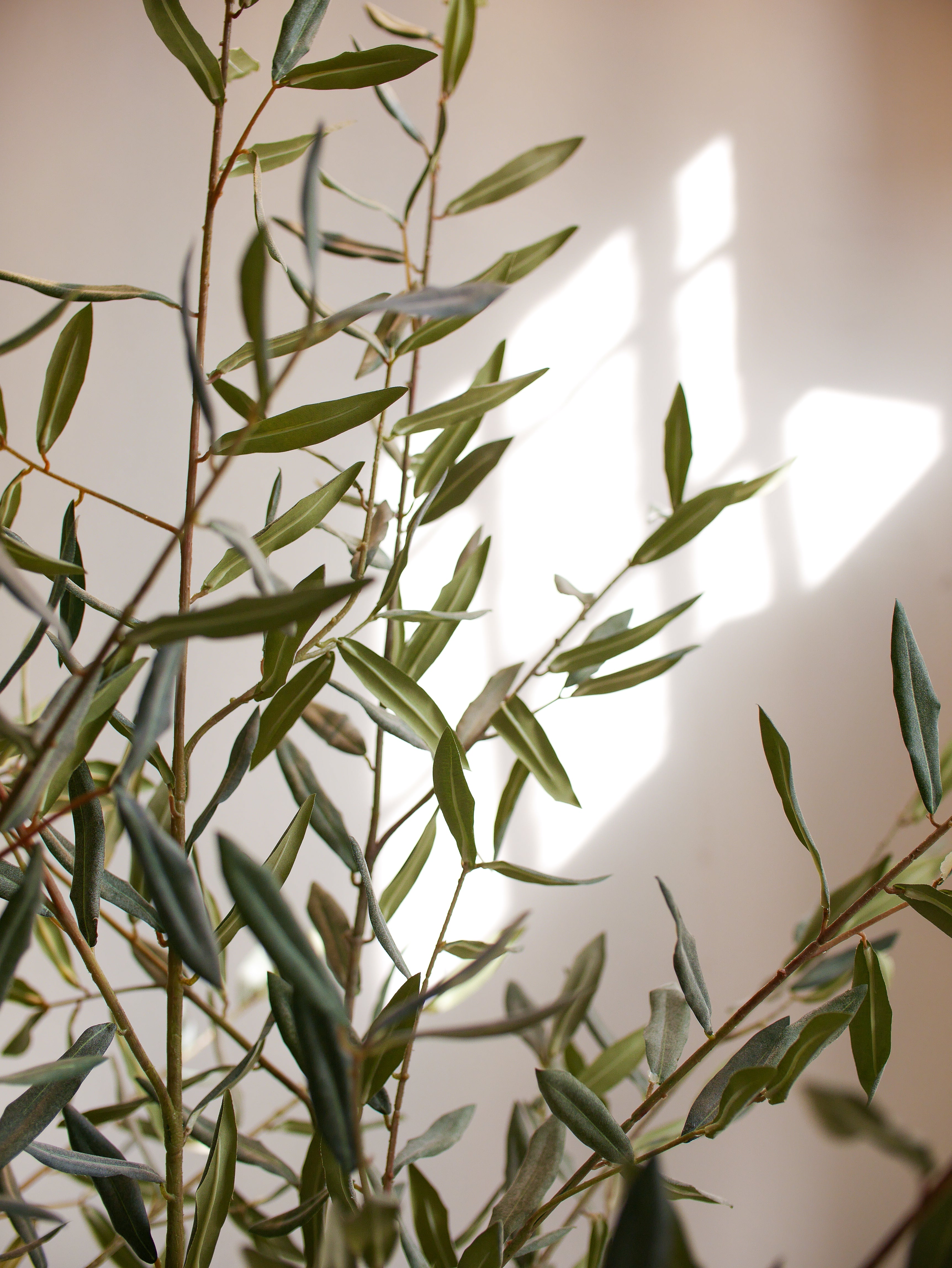 Silk-ka Zijden plant - Olijfboom